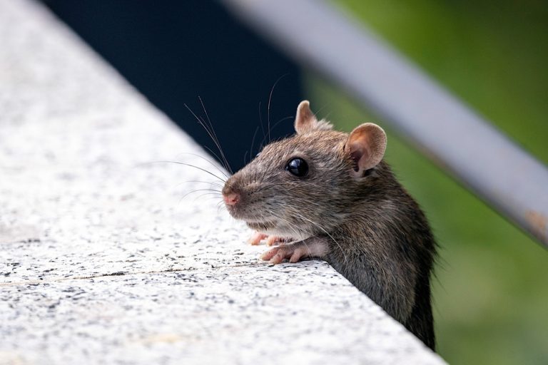 comment se débarrasser des rats dans un jardin