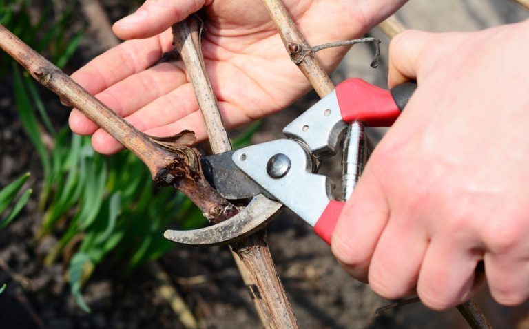 faut-il couper les branches mortes en hiver ou attendre le printemps