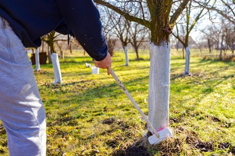 pourquoi peindre troncs d'arbres blanc chaulage