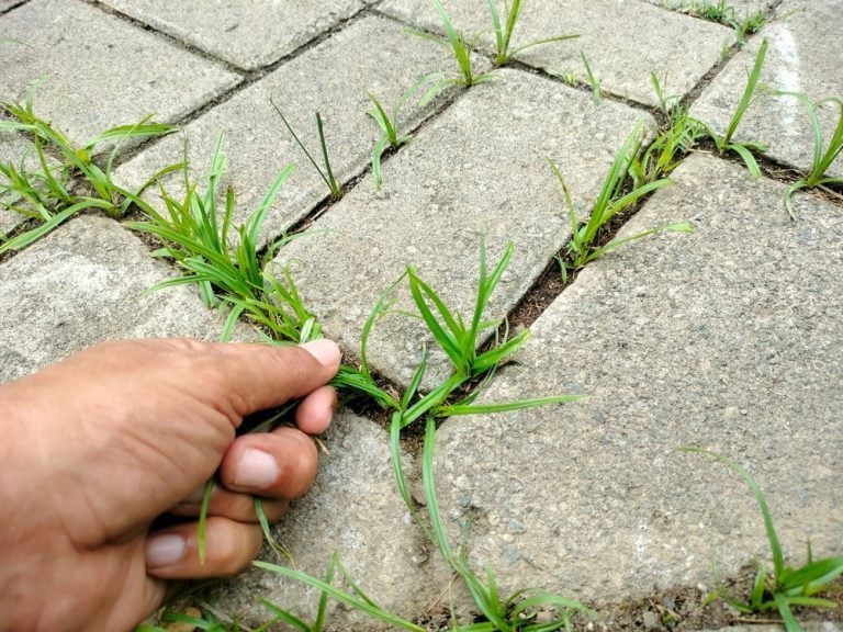 comment désherber une allée