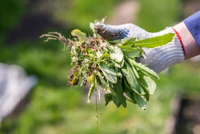 les astuces de grand-mère contre les mauvaises herbes