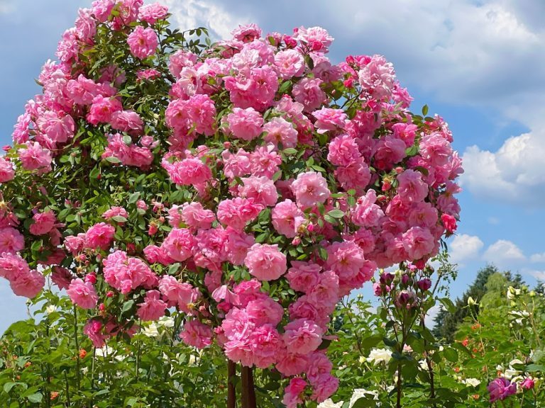quand et comment tailler les rosiers buissons