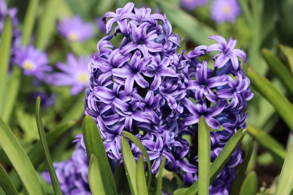 jacinthe
