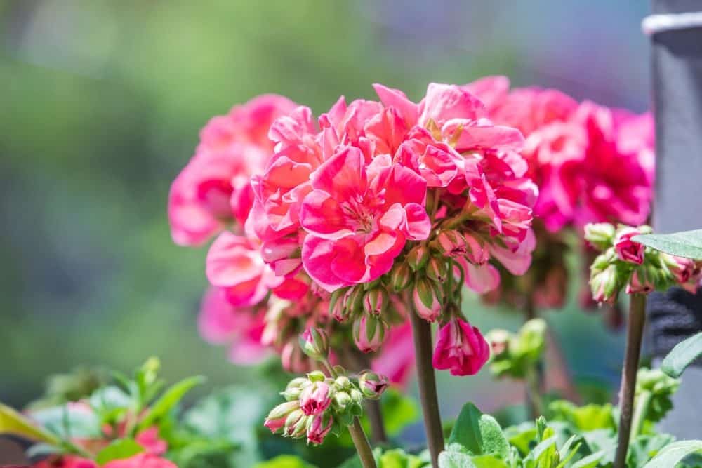 geranium
