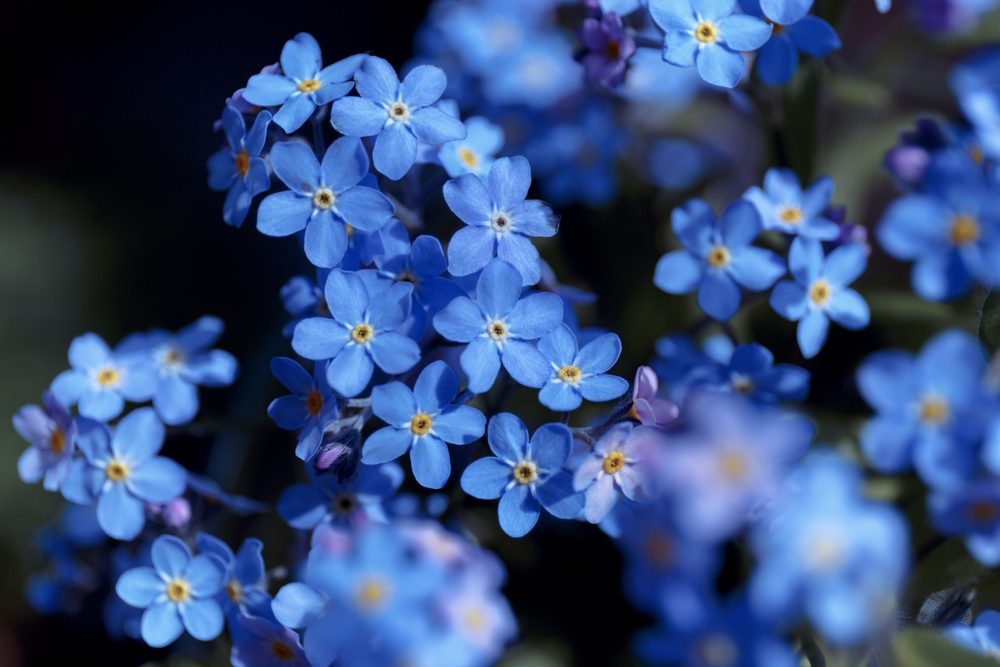 myosotis