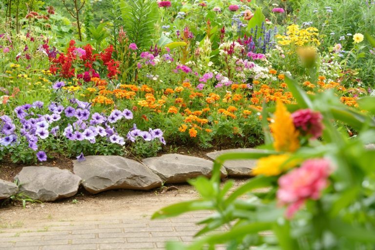 7 plus belles fleurs et plantes à cultiver en janvier