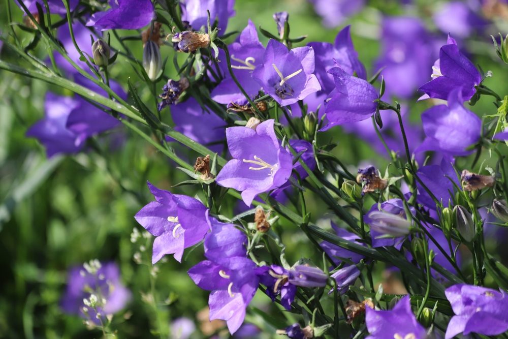 campanules