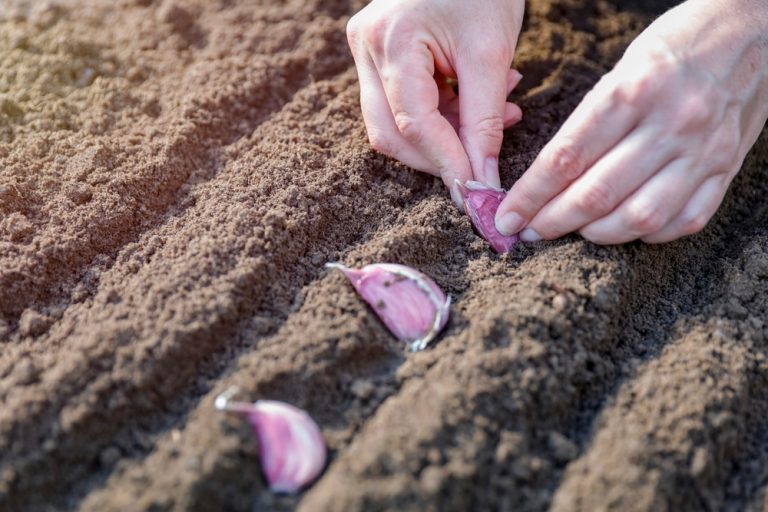 planter l’ail du supermarché au potager : bonne ou mauvaise idée
