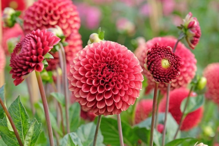 Dahlias : voici comment et quand les planter pour un jardin éclatant de couleurs