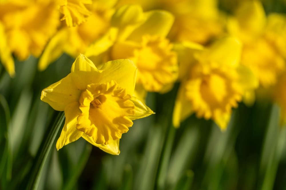 narcisse