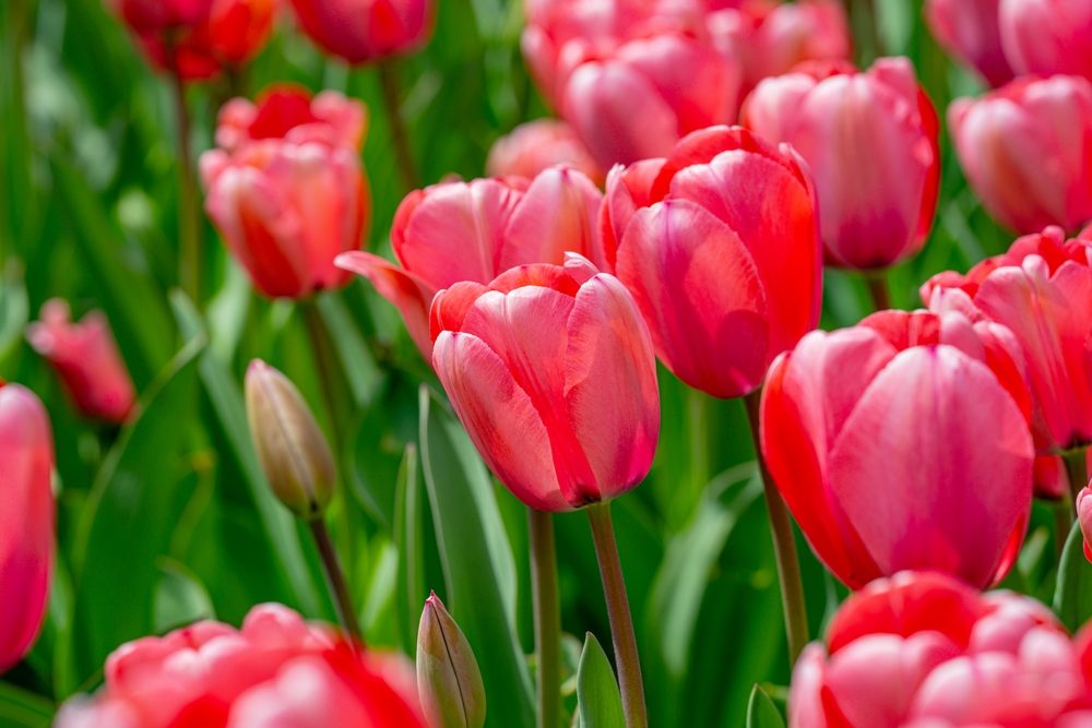 tulipe
