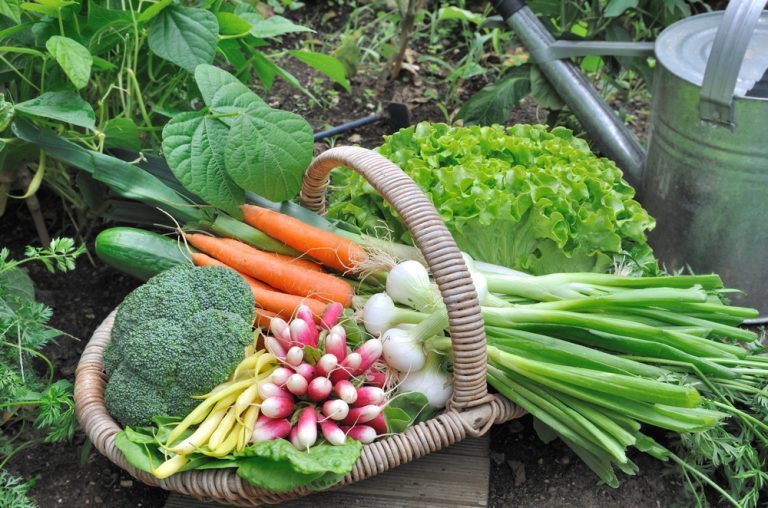que planter au potager en février
