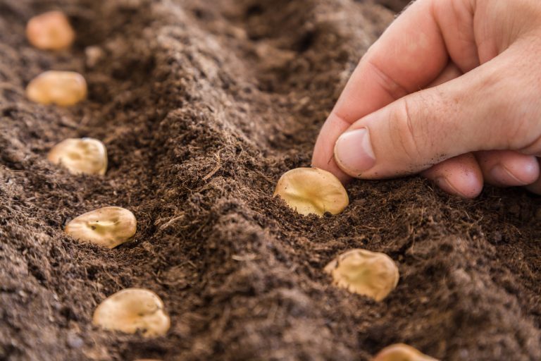 quand semer des fèves au potager