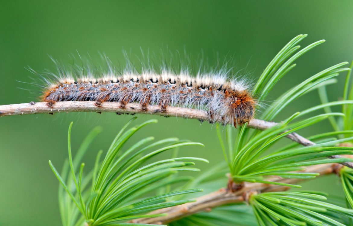6 astuces pour se débarrasser des chenilles processionnaires