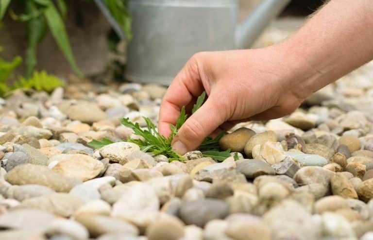 se débarrasser mauvaises herbes graviers