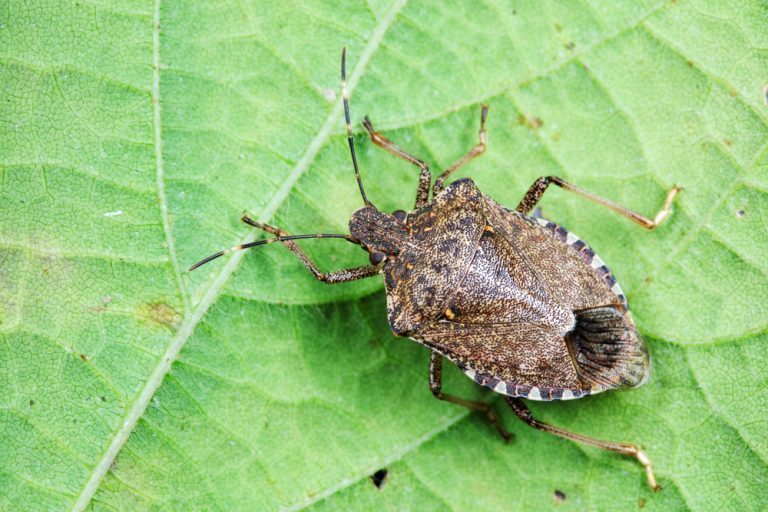 comment se débarrasser des punaises des bois