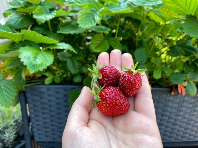 quand et comment planter des fraisiers en pot