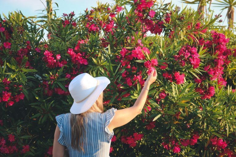 gestes pour laurier rose éclatant