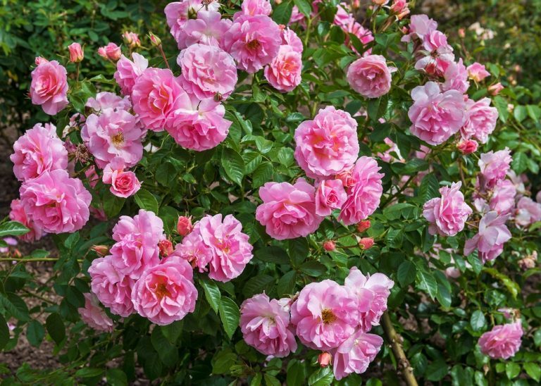 quand réaliser la taille des rosiers buissons