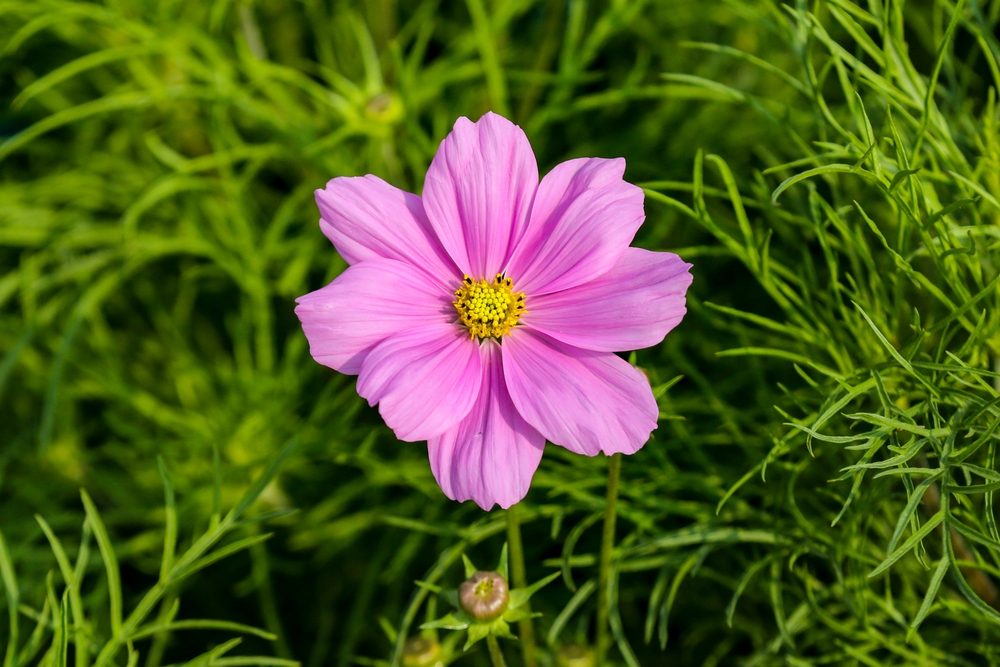 cosmos