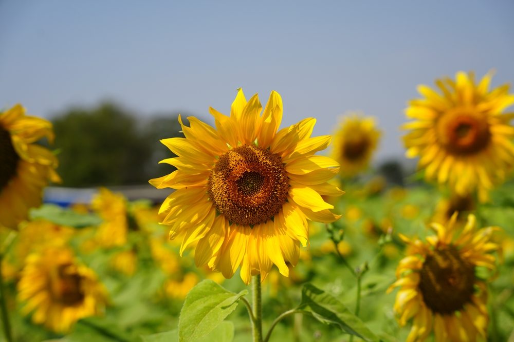 tournesols