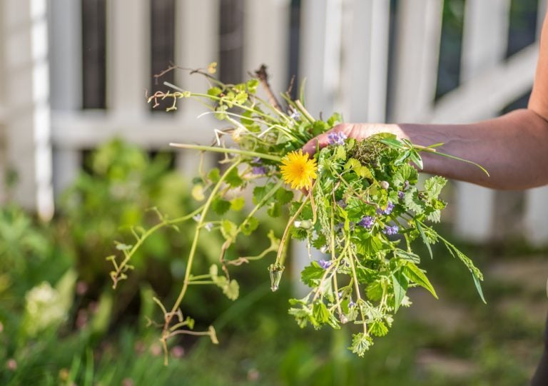 4 astuces de grand mere contre les mauvaises herbes Chenilles processionnaires : 5 astuces pour s'en débarrasser naturellement