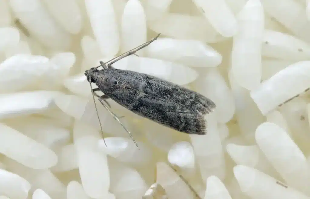 4 astuces contre les mites alimentaires