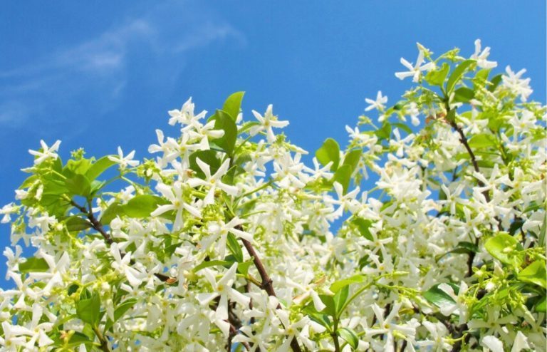jasmin étoilé conseils floraison exceptionnelle