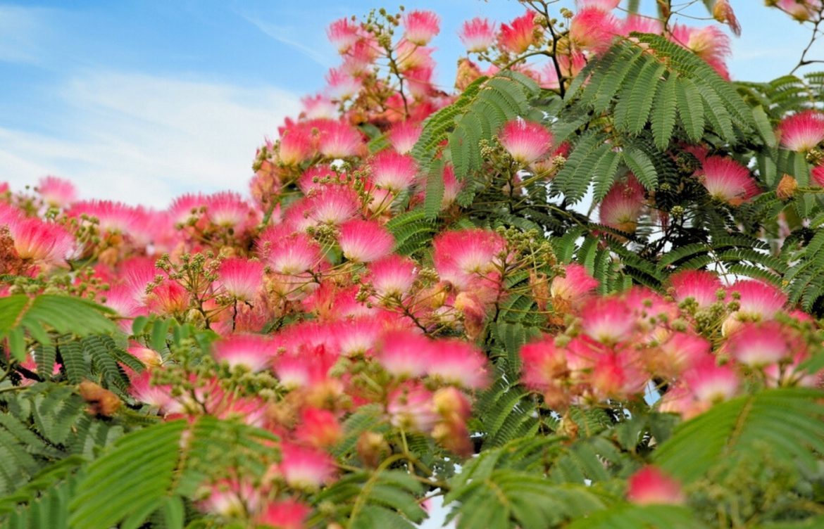 quand et comment tailler albizia le secret