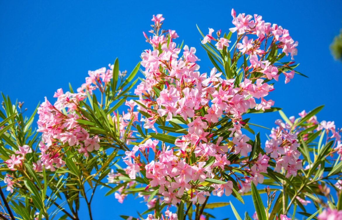 3 gestes pour un laurier rose éclatant