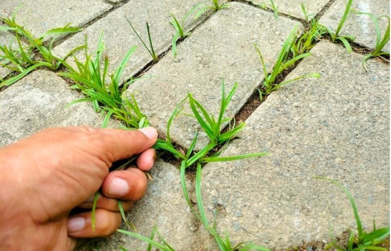 6 solutions mauvaises herbes dalles