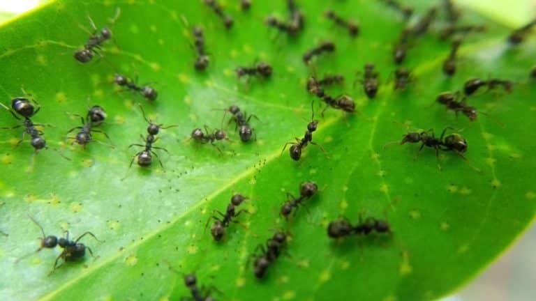 comment se débarrasser fourmis jardin