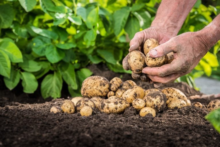 3 variétés de pommes de terre se plantent début printemps