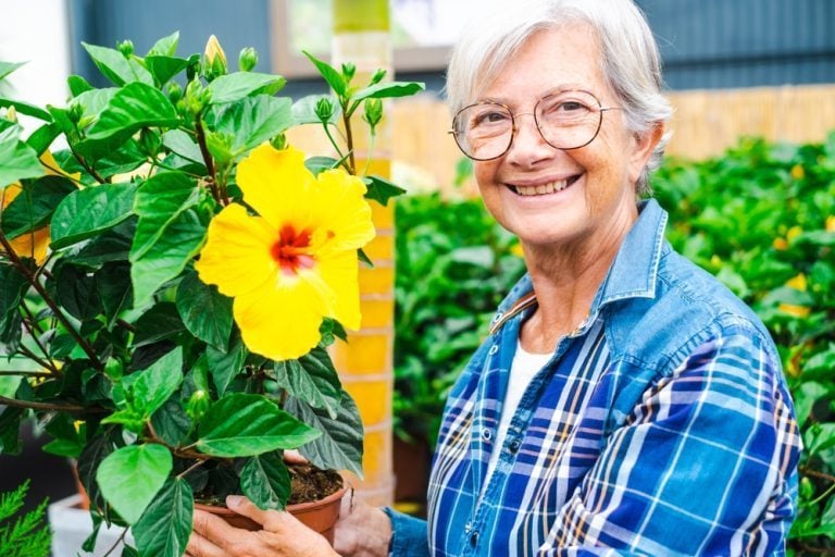 meilleur moment pour tailler un hibiscus