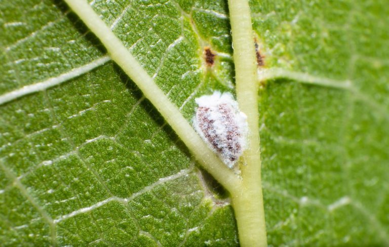 7 astuces se debarrasser cochenilles