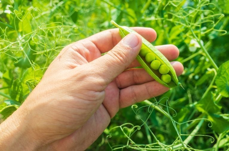moment idéal semer petits pois au potager