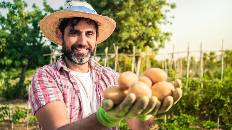 planter pommes de terre