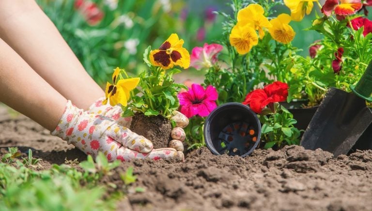 quelles fleurs planter en mars