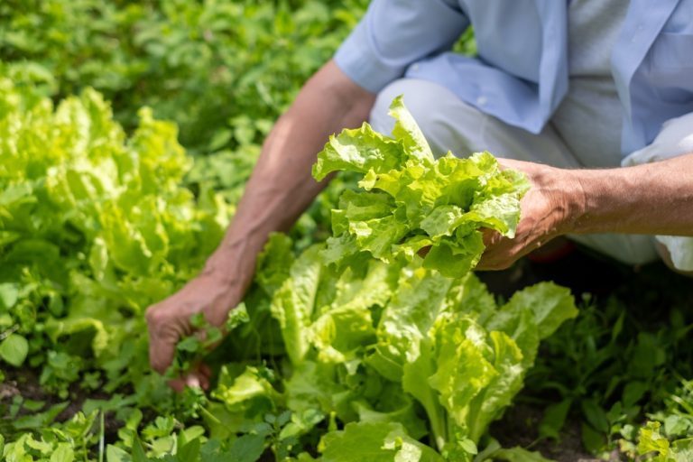 quand planter de la salade au potager