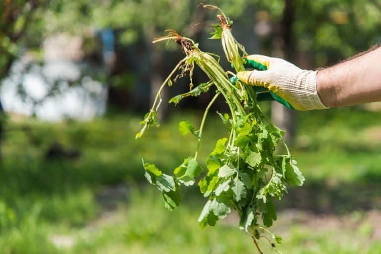 se debarrasser mauvaises herbes