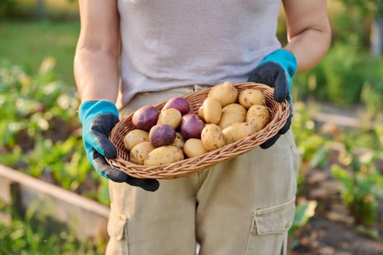 bon moment planter pommes de terre