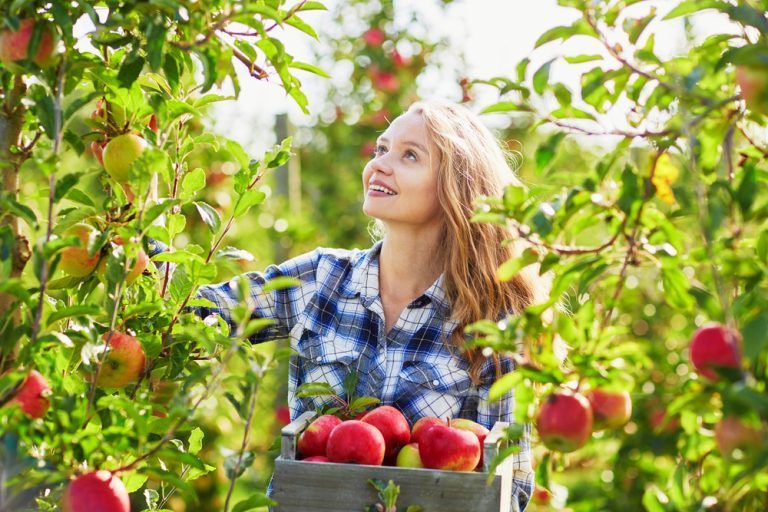 arbre fruitier à tailler en mars