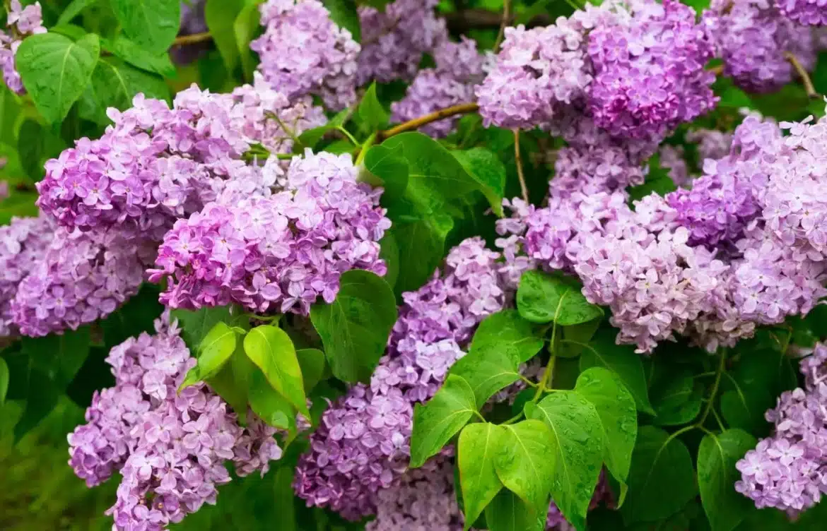tailler lilas