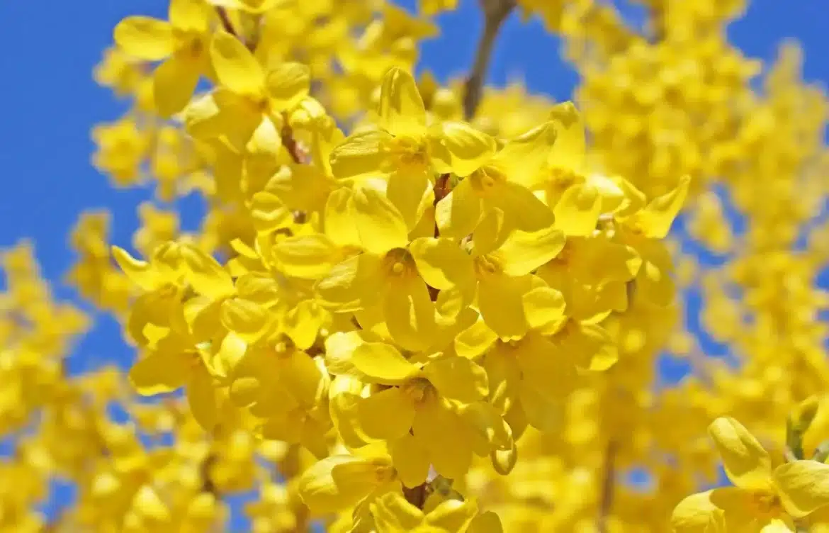moment pour tailler forsythia