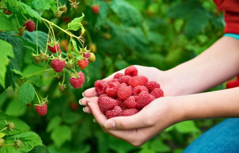 faire exploser production de framboises