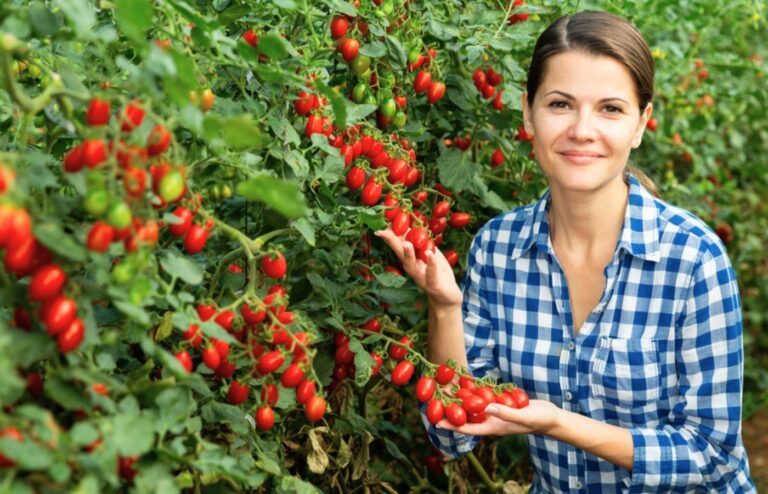 quand planter ses tomates cerises