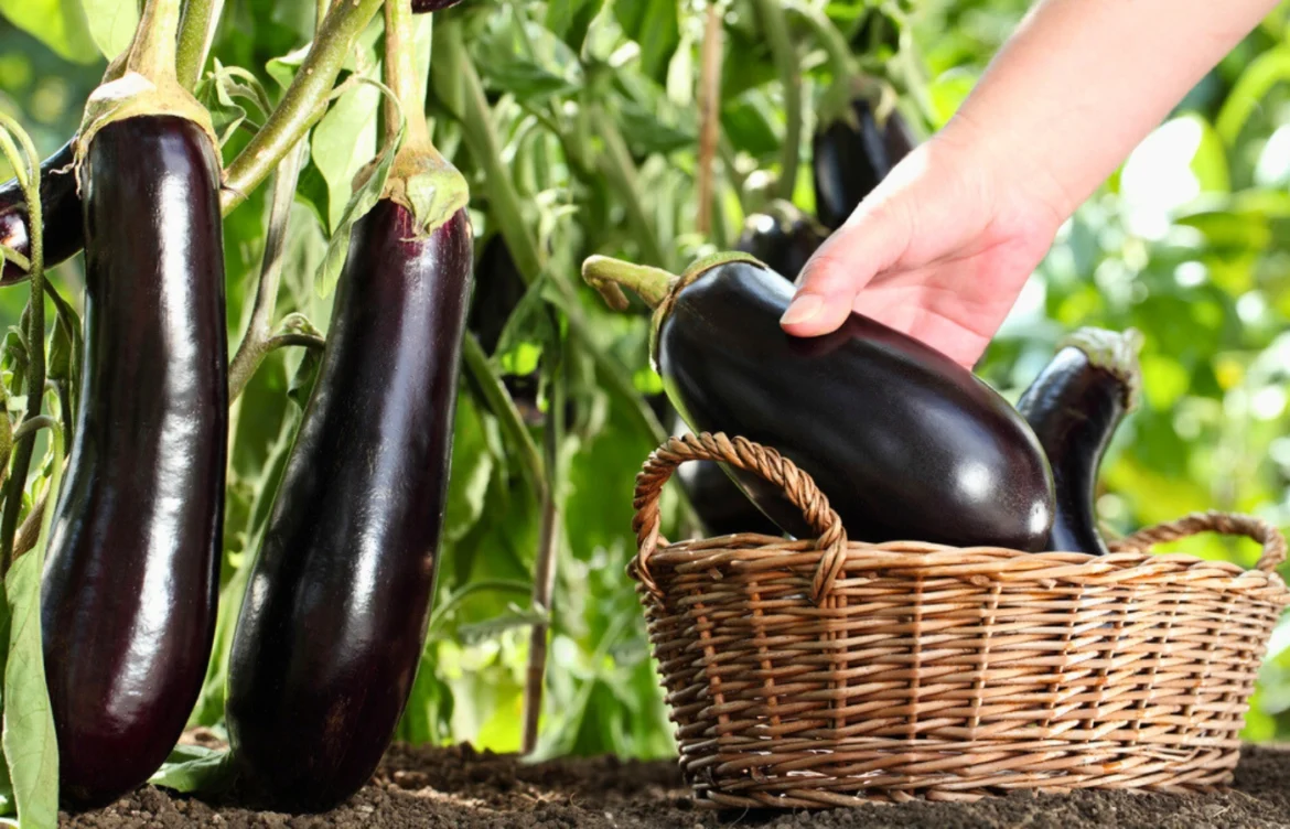 secrets faire pousser aubergines potager