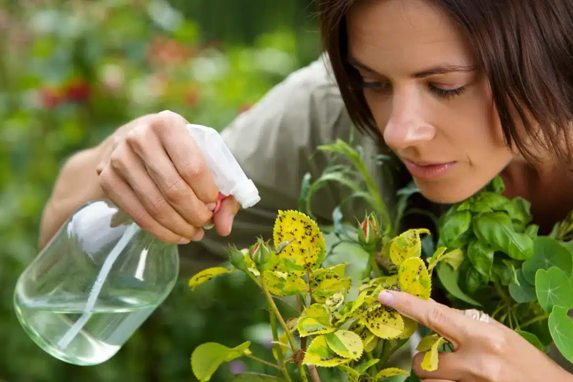 6 astuces naturelles pour se débarrasser des pucerons