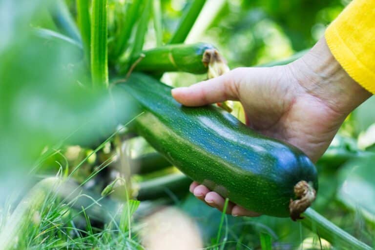 récolter courgettes