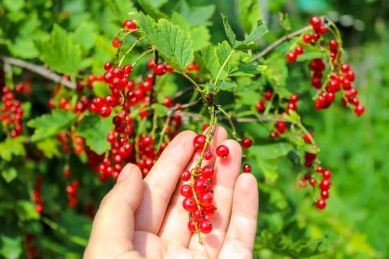 comment planter un groseiller